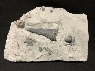 Trilobite - Stunning Cornulites Worm Tube - Waldron Shale - Fossils - Found 15 Years Ago 3