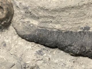 Trilobite - Stunning Cornulites Worm Tube - Waldron Shale - Fossils - Found 15 Years Ago 4