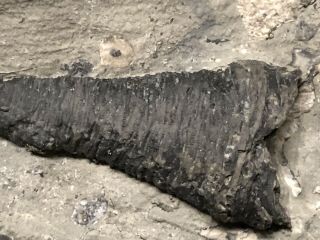 Trilobite - Stunning Cornulites Worm Tube - Waldron Shale - Fossils - Found 15 Years Ago 5