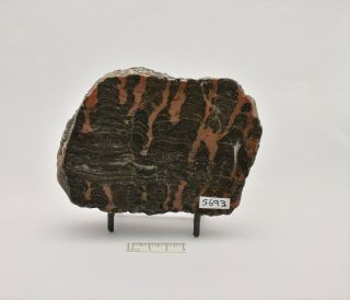 Stromatolite Inzeria Intia Fossil Slice,  Australia (s693)
