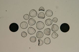 Antique Microscope Slide By W.  Watson.  Diatoms.  Campylodiscus Clypeus.