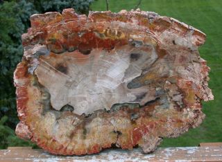 Sis: Large 10 ",  Araucaria - Mirror Polished Madagascar Petrified Wood Round