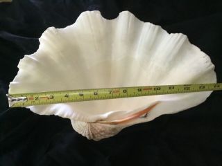 14,  1/4 " Tridacna Gigas Giant Clam Shell Seashell Aquaria Hippopus Porcellanus