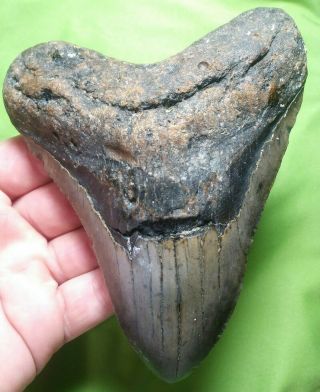 Huge " 5.  55 Megalodon Shark Tooth Teeth Extinct Jaw Fossil Meg Scuba Diver Direct