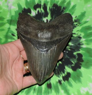 Megalodon Sharks Tooth 5 3/16  Inch Fossil Sharks Tooth Teeth