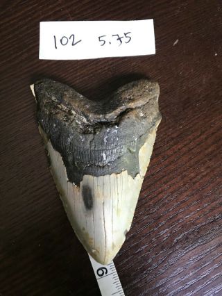 Megalodon Shark Tooth 5.  75 In Real Nc Harvested Fossil Sharks Teeth