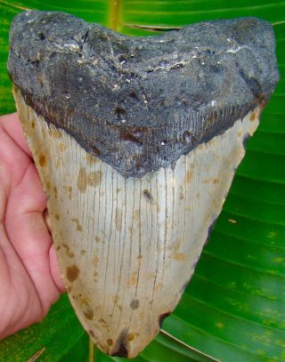Megalodon Shark Tooth Over 5 & 13/16 In.  One Full Pound Of Tooth - No Resto