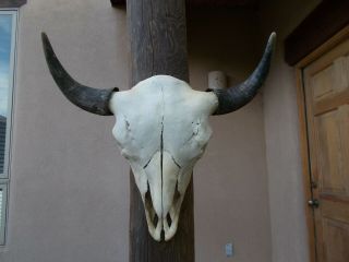 Buffalo Skull 25 1/2 " Inch Wide A Big Bull American Bison Mounted Head Horn