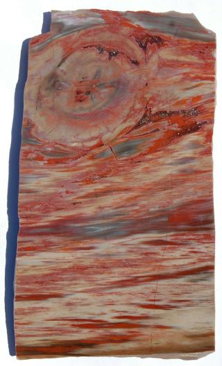 Tall,  Polished Arizona Petrified Wood Board Cut,  With Large Knot