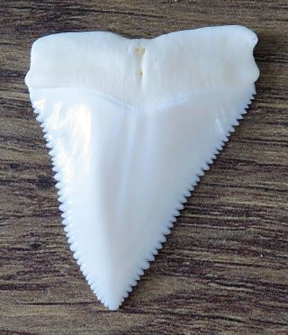 1.  666 " Upper Nature Modern Great White Shark Tooth (teeth)