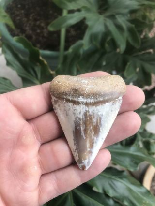Monster Fossil Great White Shark Tooth