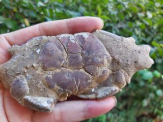 Crab Fossil Fossils Teaching Toys Real fossil 3