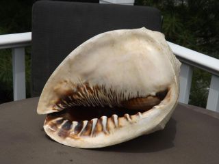 Large King Queen Helmet Conch Shell 11 " Long 8 " Deep 9 " Tall 5.  2 Lbs Exc