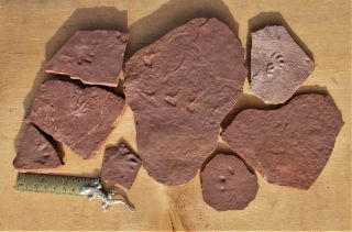 Probable Dimetrodon Claw Marks,  Other Footprints,  Rain.  El Pueblo Early Permian.