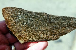 Dinosaur Gem Bone 1914 • 122 grams Lapidary Rough 5