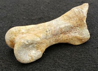 Fossil Dinosaur Therizinosaur Finger Hand Bone North Africa