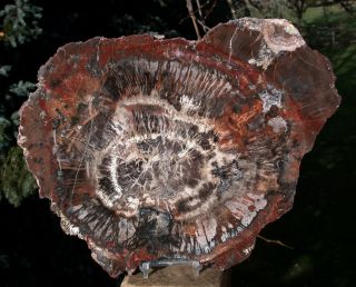 Sis: Uncommon Fungus Infested 11 " Northern Arizona Petrified Wood Conifer Round