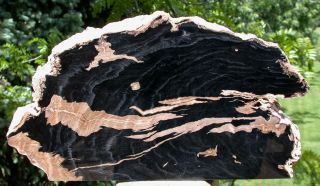 Sis: Wyoming Petrified Beech Wood Stand - Up Sculpture - Fossil Gem Artwork