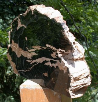 SiS: WYOMING Petrified BEECH Wood Stand - up Sculpture - Fossil Gem Artwork 2