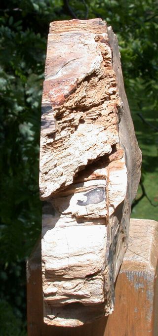 SiS: WYOMING Petrified BEECH Wood Stand - up Sculpture - Fossil Gem Artwork 3