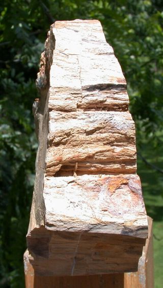 SiS: WYOMING Petrified BEECH Wood Stand - up Sculpture - Fossil Gem Artwork 4
