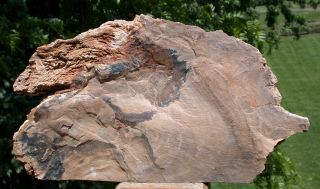 SiS: WYOMING Petrified BEECH Wood Stand - up Sculpture - Fossil Gem Artwork 5