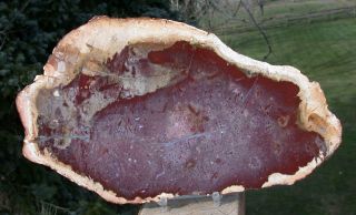 Sis: Rich Purple 10 ",  Mystery Fern Australian Petrified Wood Slab - Gorgeous