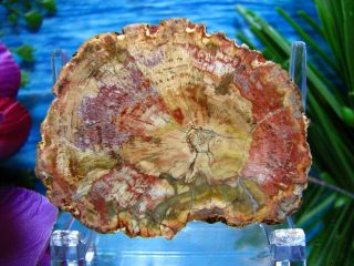 Petrified Wood Complete Round Slab W/bark Purple Green Coral Yellow Red Sunburst