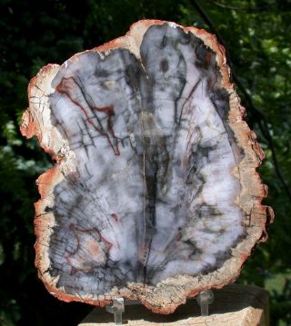 Sis: Argentina Petrified Wood Round - Bluish Black & White Mirror Polished Slab