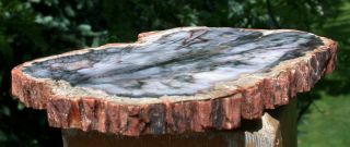 SiS: Argentina Petrified Wood Round - Bluish Black & White MIRROR POLISHED SLAB 2