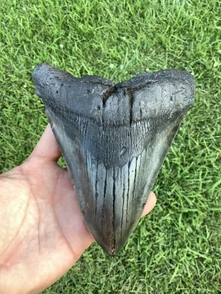 Very Large 6.  16” Megalodon Shark Tooth 100 Natural - No Restoration.