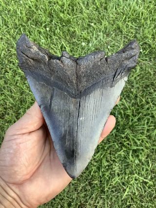Very Large 6.  16” Megalodon Shark Tooth 100 natural - NO restoration. 2