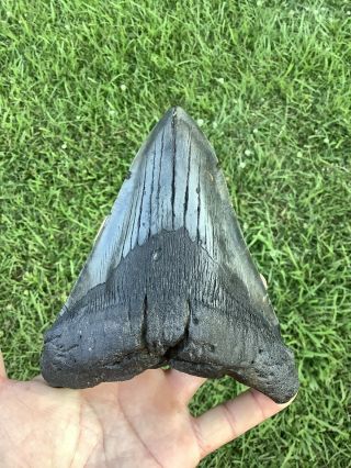 Very Large 6.  16” Megalodon Shark Tooth 100 natural - NO restoration. 3