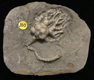 Well “armed” Crawfordsville Crinoid Fossil