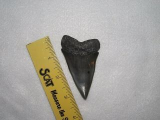 3 - 1/16,  Inch Sc Fossil Mako Shark Tooth Enamel/tip No Resto No Reserv