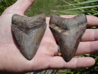 7) 2 Megs " Megalodon Shark Teeth Fossil