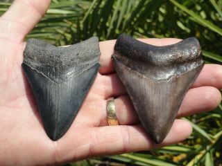 5) 2 Sweet Megs " Megalodon Shark Teeth Fossil