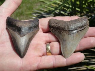 1) 2 Megs " Megalodon Shark Teeth Fossil