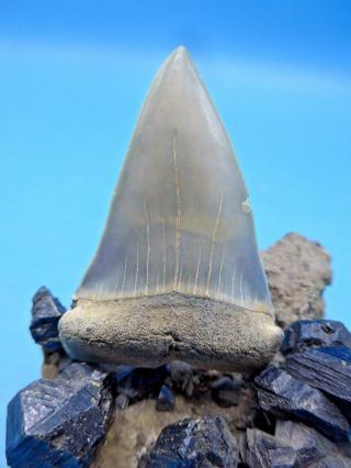 An Glossy Fossil Isurus Hastalis Mako (megalodon Shark Era) Shark Tooth
