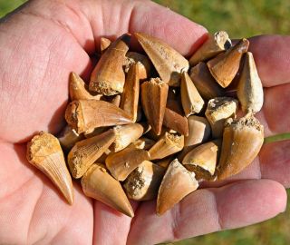 Fifty Top Grade Mosasaur Teeth,  From Morocco