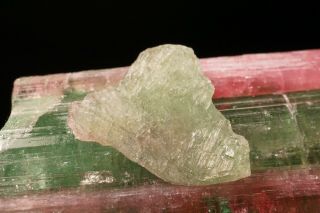 UNIQUE Bi - Color Tourmaline Crystal CRUZEIRO MINE,  BRAZIL 6