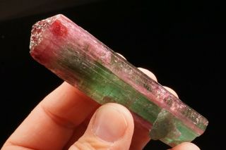 UNIQUE Bi - Color Tourmaline Crystal CRUZEIRO MINE,  BRAZIL 9