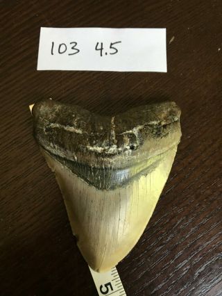 Megalodon Shark Tooth 4.  5 In Real Nc Harvested Fossil Sharks Teeth