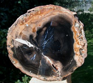 Sis: Flawless 7 " Log End Cut Petrified Birch Wood - Sweet Home,  Or