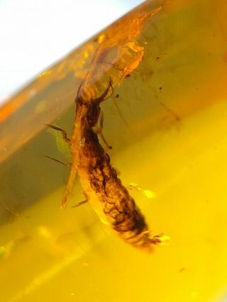 Neuroptera incertae sedis lacewings larvae Burmite Myanmar Amber insect fossil 5