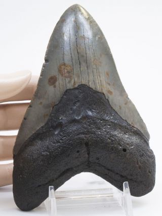 Megalodon Fossil Shark Tooth 5.  452 " Huge Thick Serrated Meg Teeth