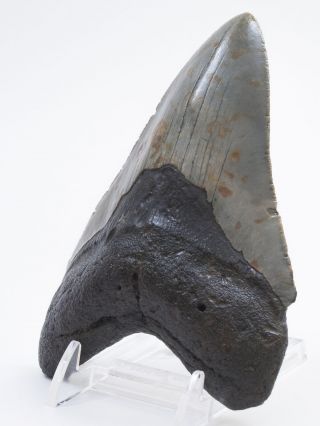 Megalodon Fossil Shark Tooth 5.  452 