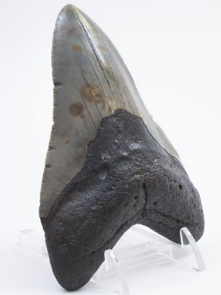 Megalodon Fossil Shark Tooth 5.  452 
