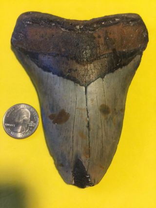 Megalodon Shark Tooth 5.  25 Inch No Restorations - Diver Direct