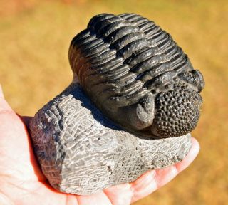 Trilobite Fossil,  Drotops Megalomanicus,  From Morocco